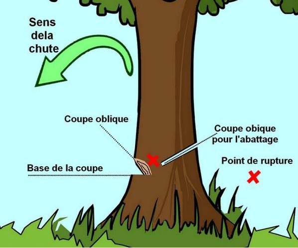 Utilisation D'une Tronçonneuse Pour Bois De Chauffage Photo stock - Image  du arbre, matériel: 216461194